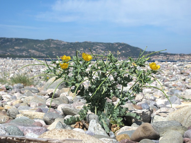 Glaucium flavum